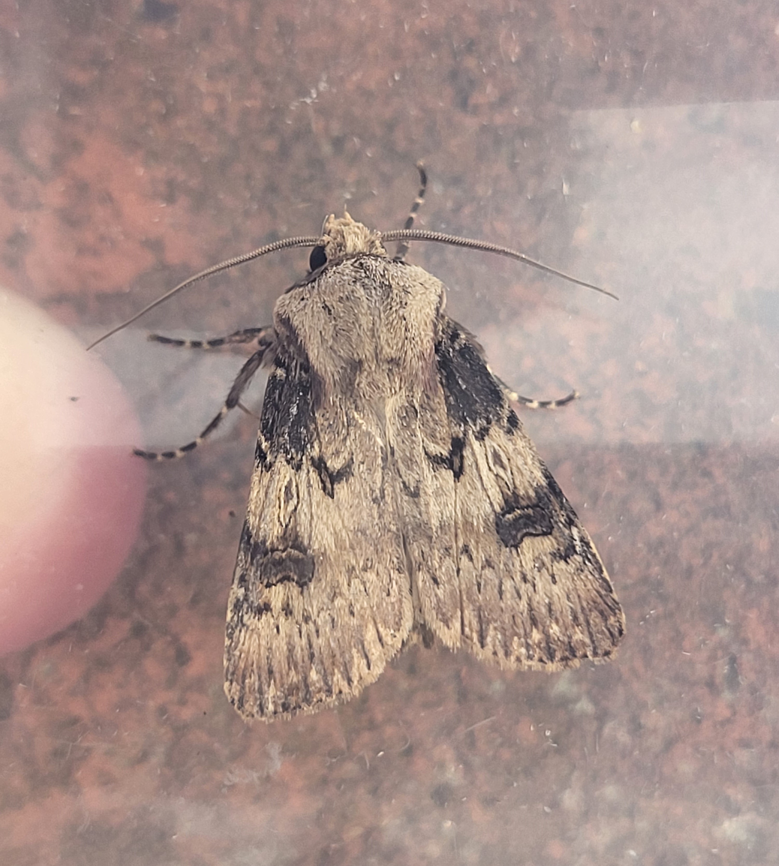 Photo of Shuttle-shaped Dart (Agrotis puta)